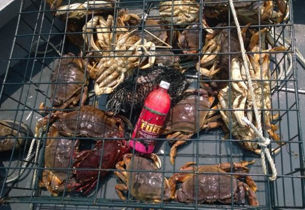 Pautzke Crab N Shrimp Fuel 3 Pautzke Crab N Shrimp Fuel - Image 3
